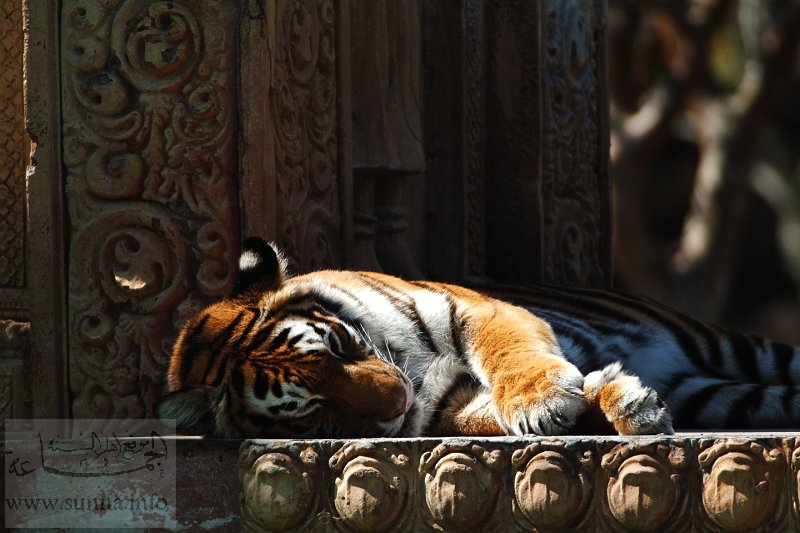 resting tiger
