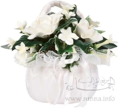 White flowers ورود بيضاء