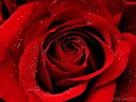 red rose