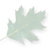 leaf background