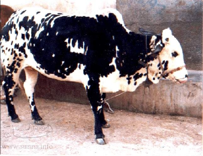 Name of Allah on a Cow