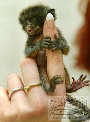 Smallest monkey? قيل أصغر قرد حجماً