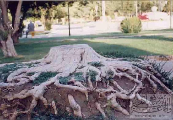 All these roots جذور على وجه الأرض