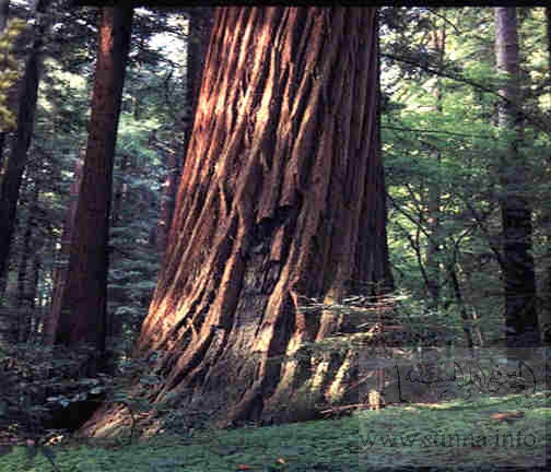 huge redwood