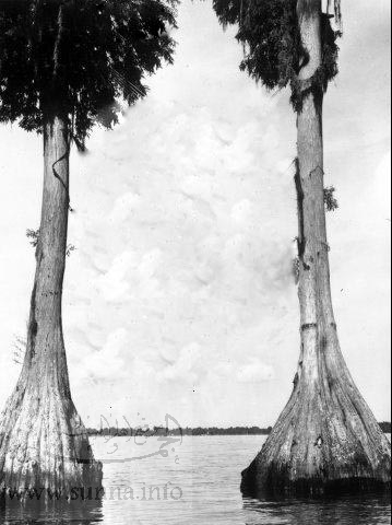 أشجار غريبة الشكل جذورها في الماء