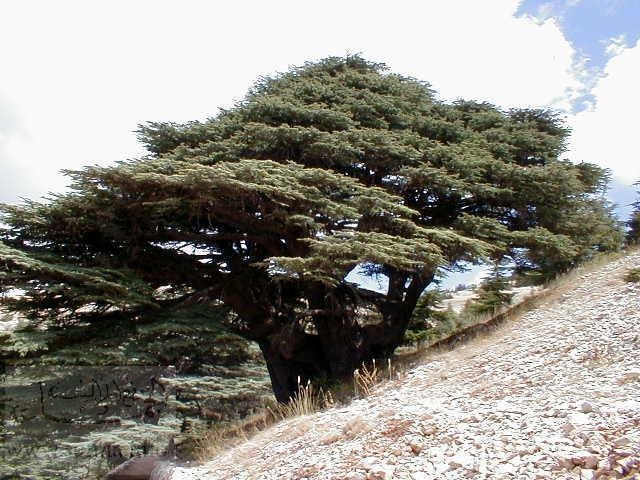 cedar, arz lubnan