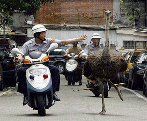 Ostrich pursuit  مطاردة نعامة