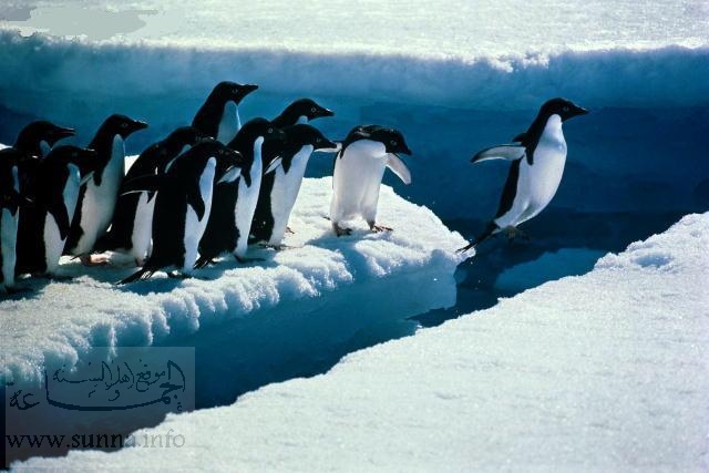 leaping penguins