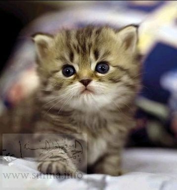 cute kitten قطة