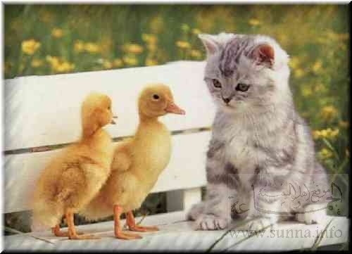 cat and two duckies