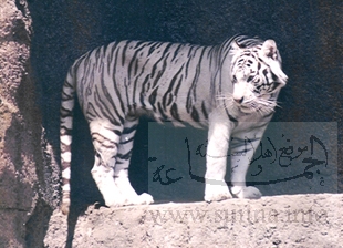 white tiger1