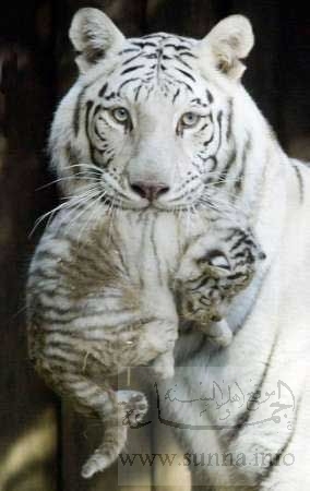 white tiger