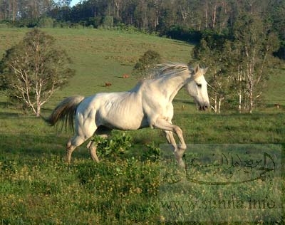 white horse