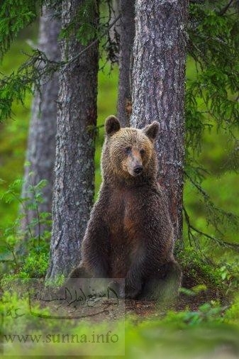 wild bear
