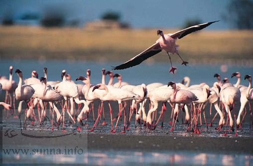 Flamingo فلامينغو