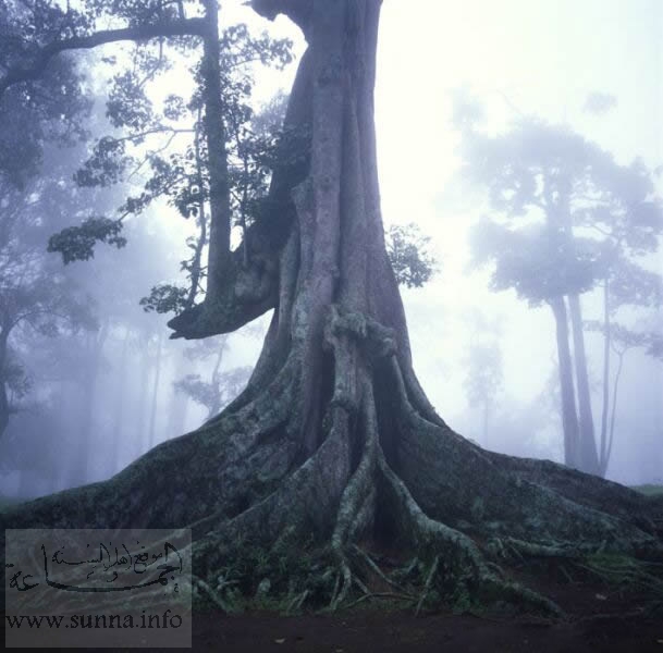 huge tree اشجار يابانية