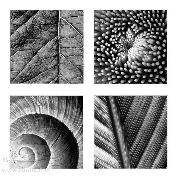 Structures of Natur