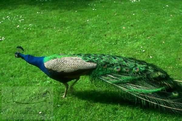 peacock طاووس
