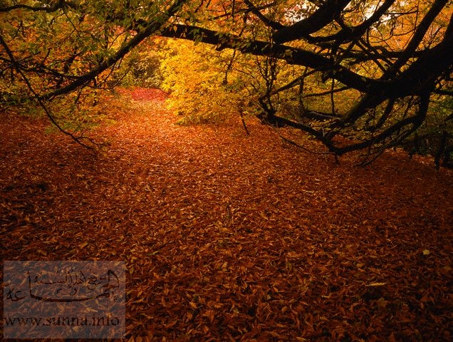 أرض الغابة مليئة بأوراق الخريف