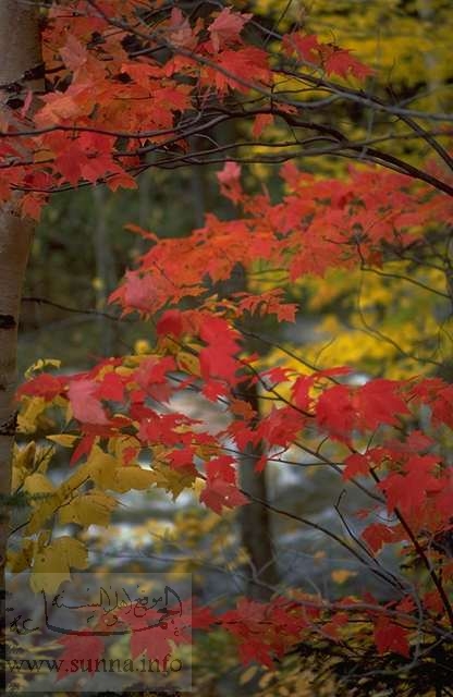 ألوان الخريف