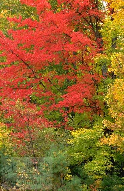 لون الخريف