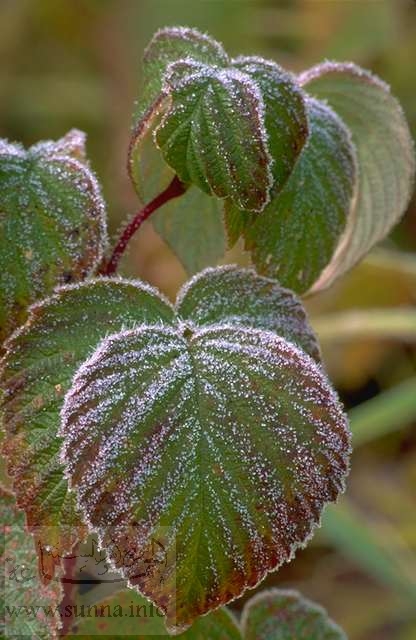 velvet leaves ورق مخملي