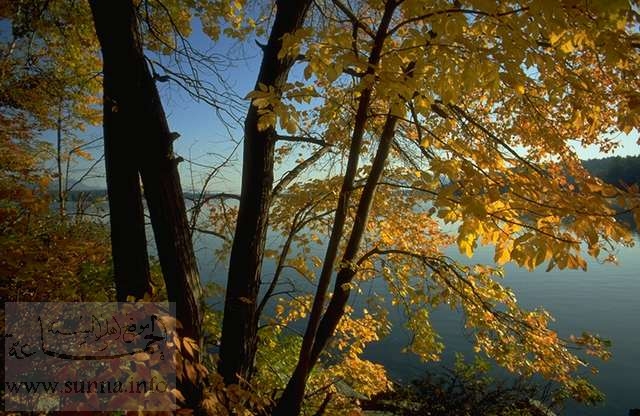 اشجار الخريف على ضفاف البحيرة