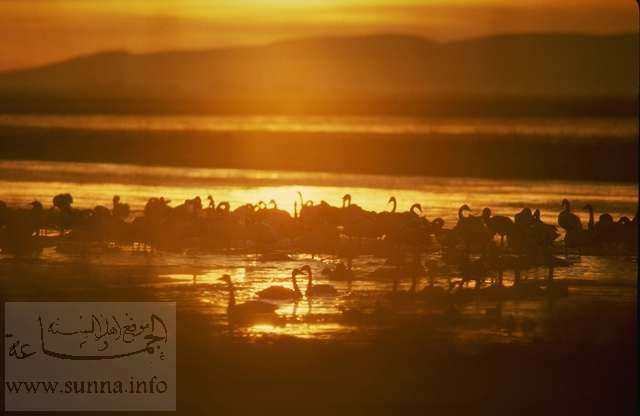 طائر البجع في ماء الغروب