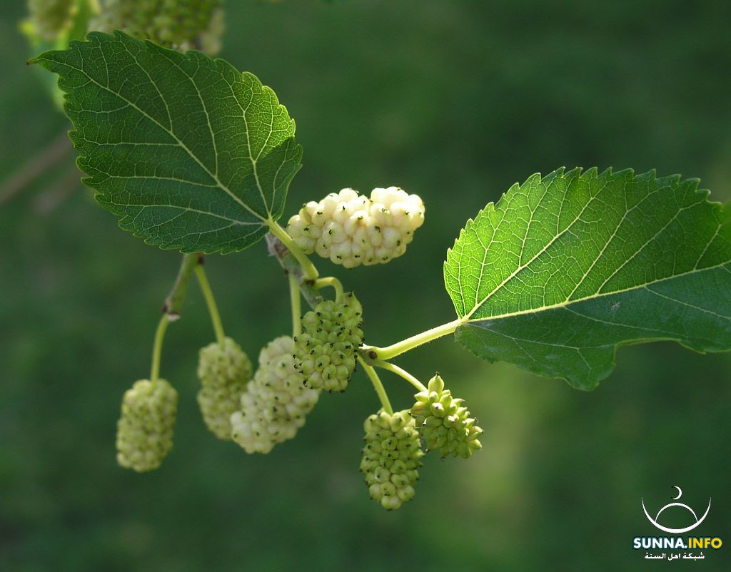 Morus Alba توت