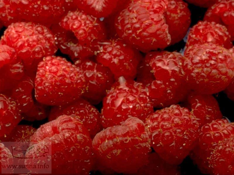 Raspberry عليق توت أرض