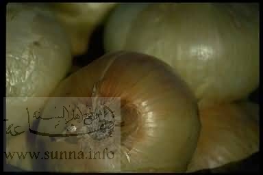 onion بصل