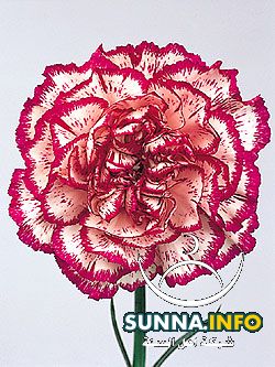 زهرة القرنفل Carnation