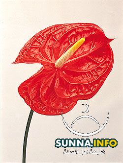 Anthurium أنثوريوم