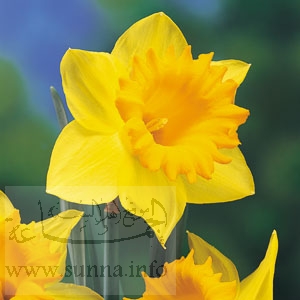 Daffodil نرجس بري