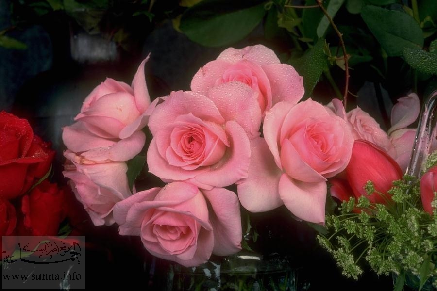 pink roses ورود