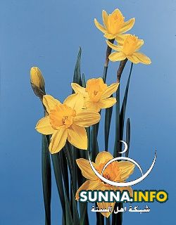 Daffodil النرجس البري