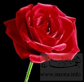 rose روز