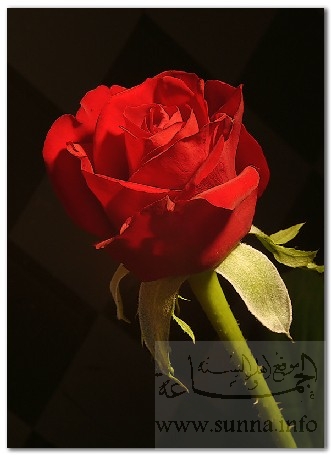 Red rose وردة حمراء على خلفية سوداء