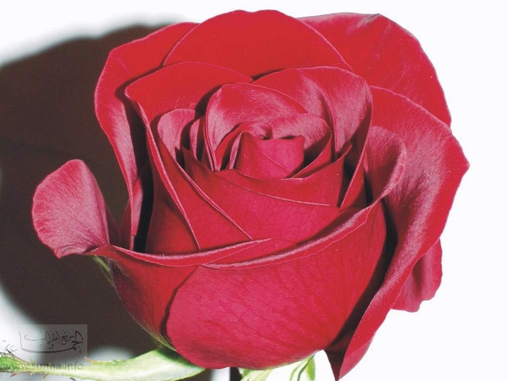 Red red rose وردة حمراء جدا