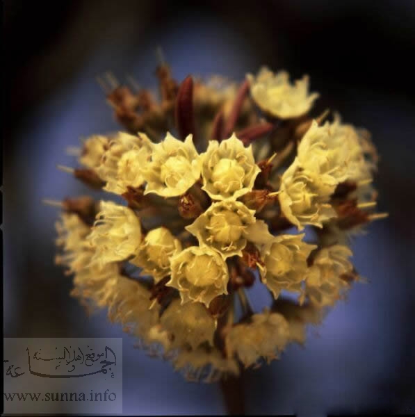 shea flowers ازهار