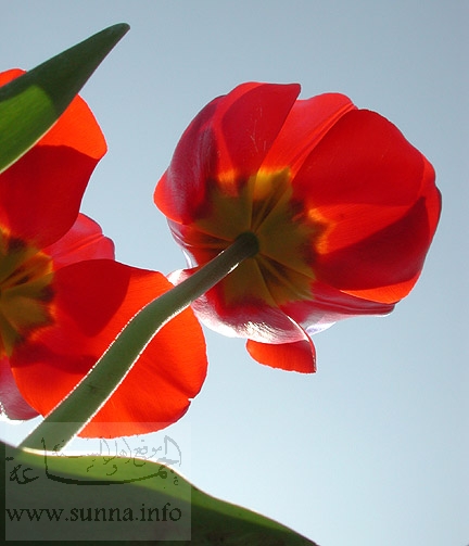 Red Tulip توليب خزامى