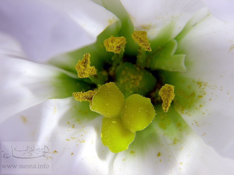 زهرة بيضاء جميلة كقطعة حلوى