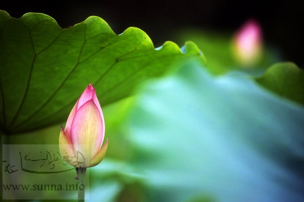 flower bud براعم