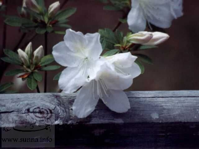 زهرة بيضاء من الحديقة