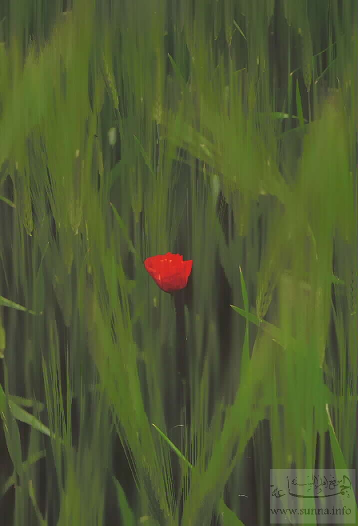 Red flower زهرة حمراء