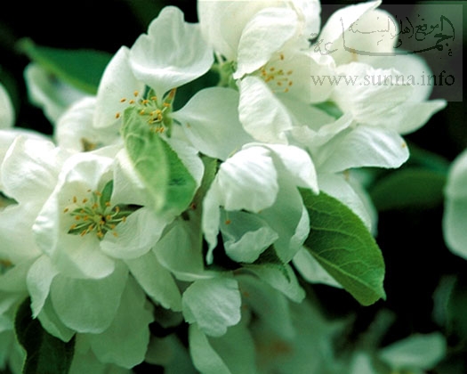 Apple tree flowers زهور التفاح