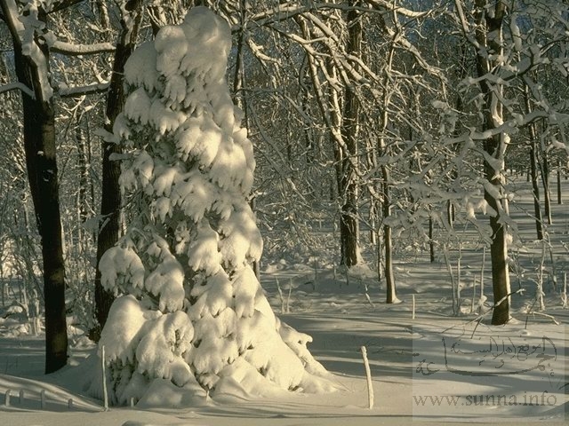 شجرة الثلج
