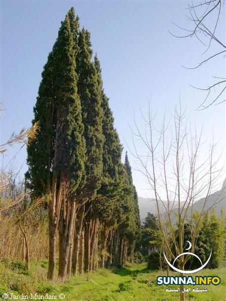 السرو Cupressus spp