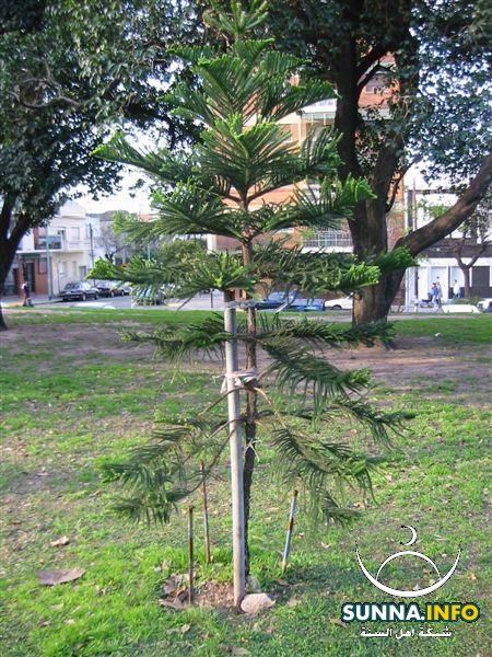 الأروكاريا Araucaria excelsa