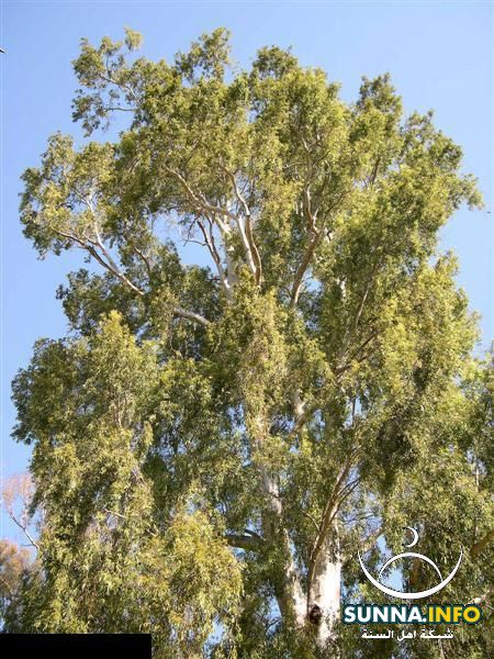 الكينا : Eucalyptus camaldulensis